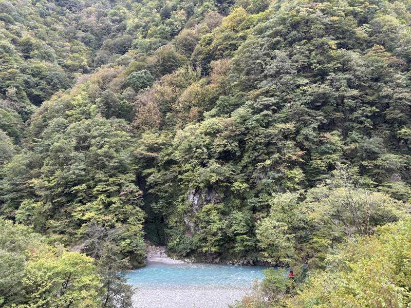 紅葉情報